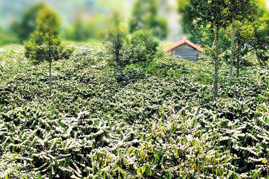 LAND TOUR ĐẮK LẮK - TRẢI NGHIỆM VĂN HOÁ, CAFE 2N1Đ LAND TOUR ĐẮK LẮK - TRẢI NGHIỆM VĂN HOÁ, CAFE 2N1Đ